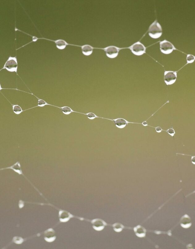 Focused macro shot of dew droplets on a spider web, highlighting purity and tranquility.