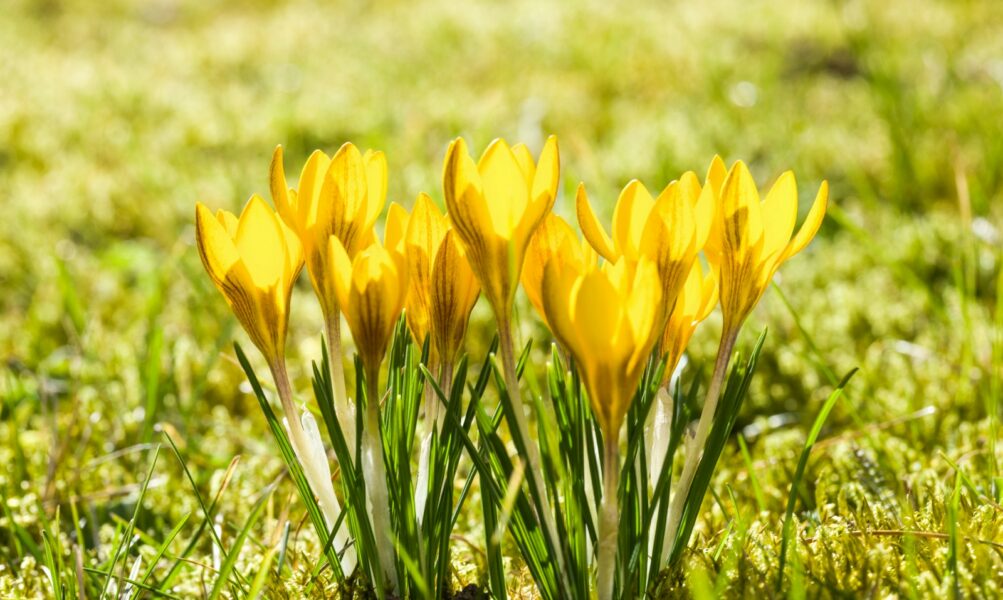 a group of yellow flowers sitting on top of a lush green field