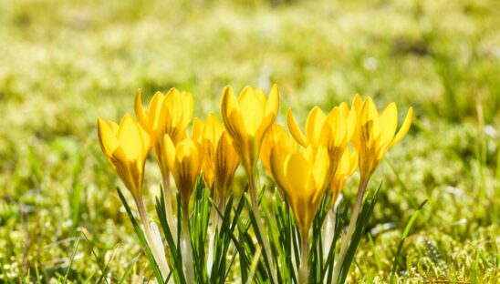 a group of yellow flowers sitting on top of a lush green field