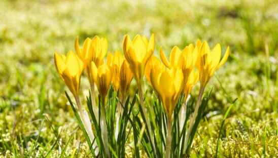 a group of yellow flowers sitting on top of a lush green field