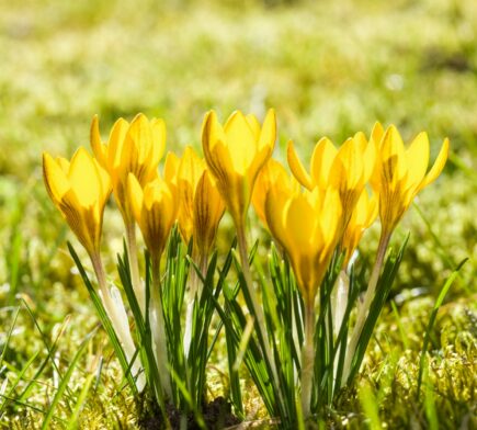 a group of yellow flowers sitting on top of a lush green field
